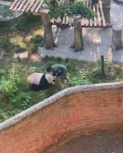 The panda attacked its keeper who closed its door. Pandas are so cute even when they fight! 😂