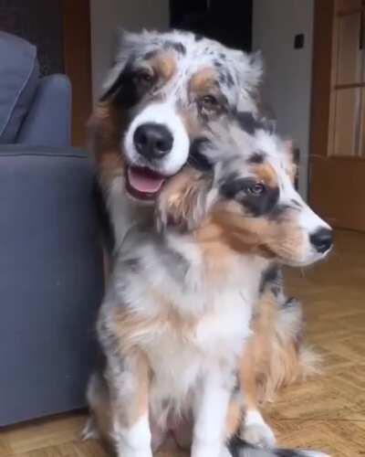 I love australian shepherds!