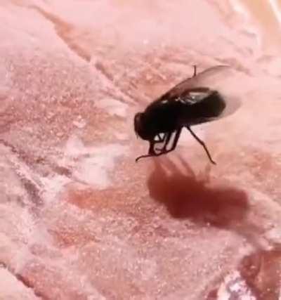 This fly is stuck on a piece of ice