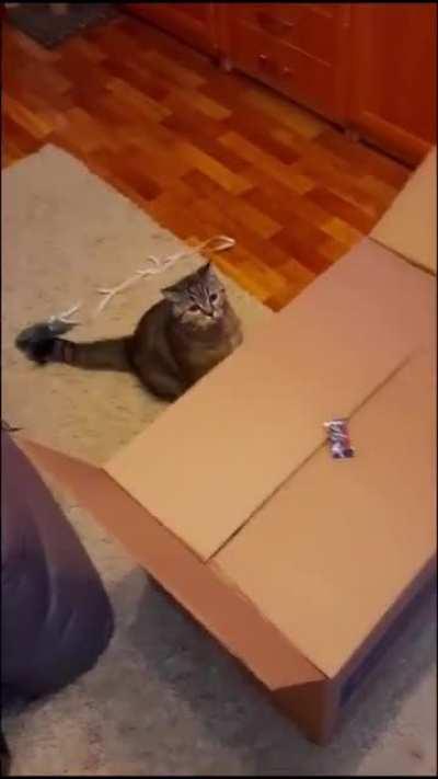 It's time for some real cat traps