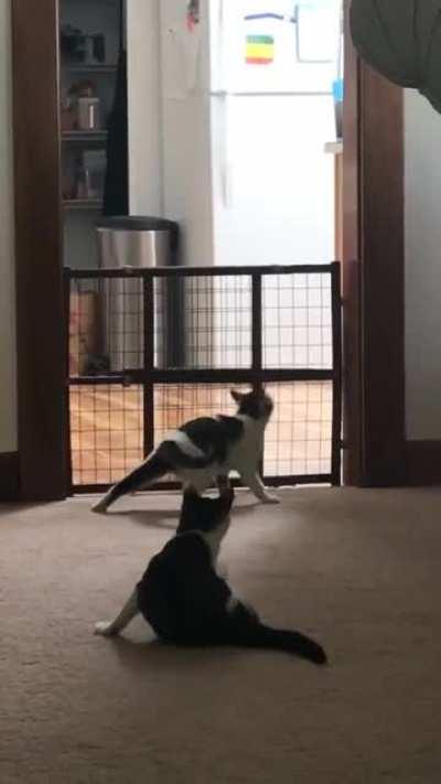 I thought a gate would help me to wash the kitchen floor without helpers, there’s no stopping this little guy!!! (He didn’t get hurt, don’t worry)