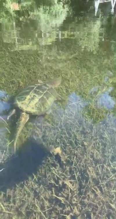 Saw this absolute unit of a turtle on the river. Windham, Maine