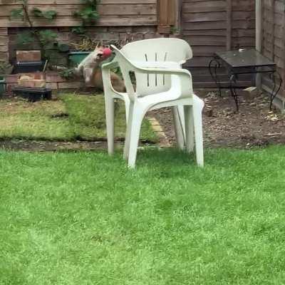 Just a fox enjoying some fun with the dog’s ball when it thinks no one is watching.