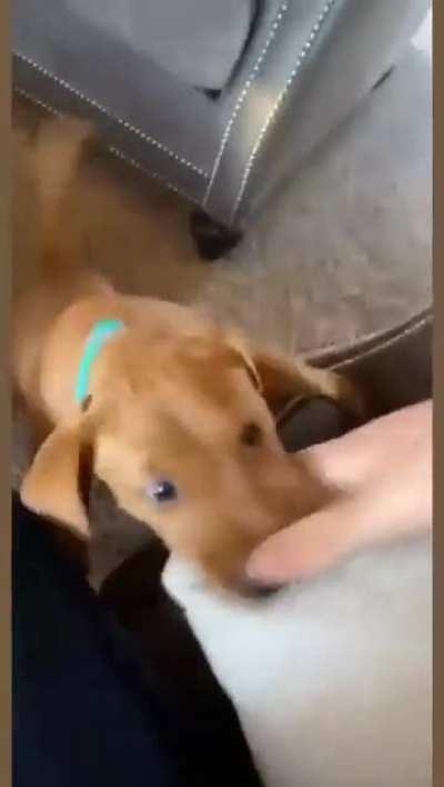 vIcIoUs DoG aTtAcK lEaVeS mAn PeRmAnEnTlY dIsAbLeD