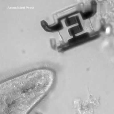 Scientists have made robots the size of single-celled organisms.