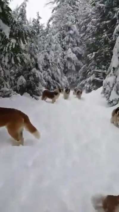 A World Full Of Saint Bernards