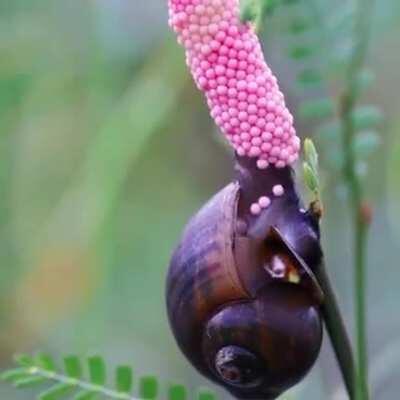 🔥 Incredible time lapse of a Golden apple snail laying its eggs with baby snails then hatching on their own