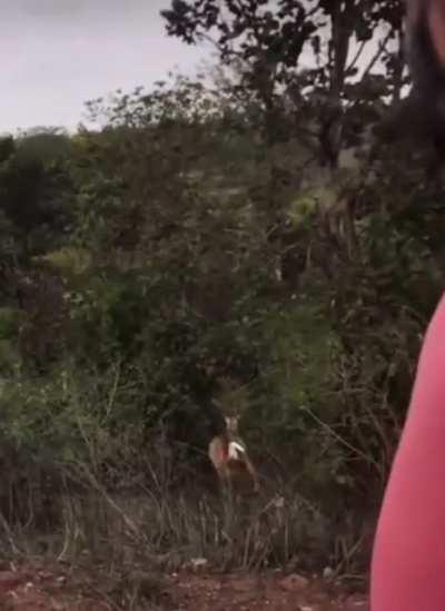 A deer jumps over a road.