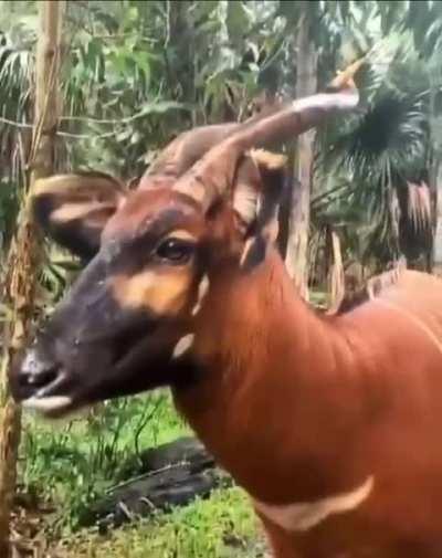 🔥 The Bongo (The scientific name: Tragelaphus eurycerus)