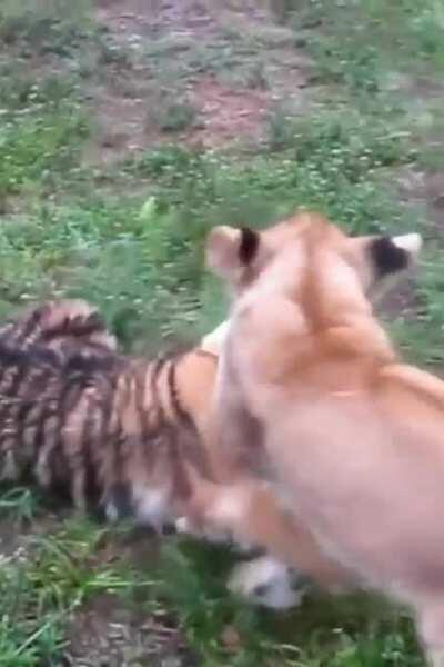 Baby Lion &amp;amp; Baby Tiger playing