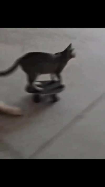 🛹 🐈‍⬛ 