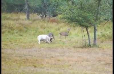 Ram charges at a deer. Big mistake.