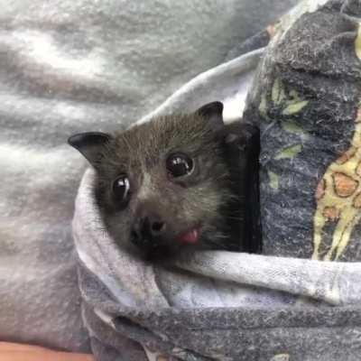 This bat is eating watermelon and it's cute