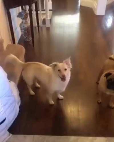 This is how they let their deaf dog know it's time to go for a walk!