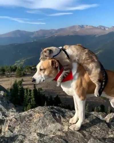 Mountain Climbing Buddies 🥰❤️💖