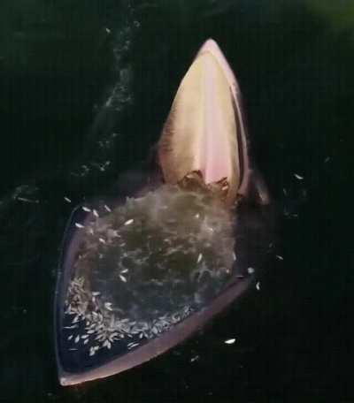 A whale eating