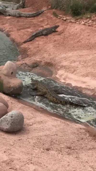 Sliding crocodile