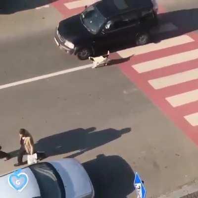 In Georgia, there's a stray dog who has made it his job to protect this kindergarten class so they can cross the street safely. He shows up every single day, even barking at cars that don't stop.