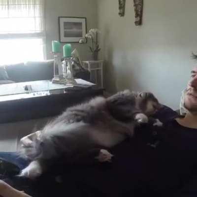 This guy recorded every arm flop his cat made over the span of a year