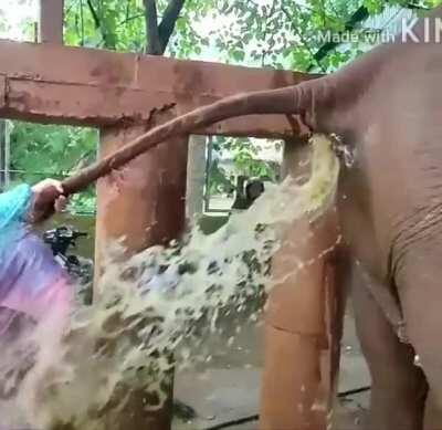 Elephant constipation