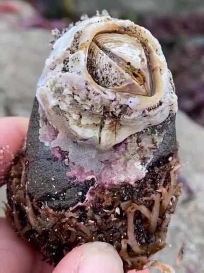 Giant acorn barnacle