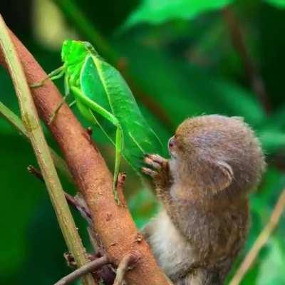 Watch a pygmy marmoset completely fascinated by an insect