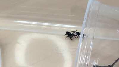 I bred my jumping spiders today!