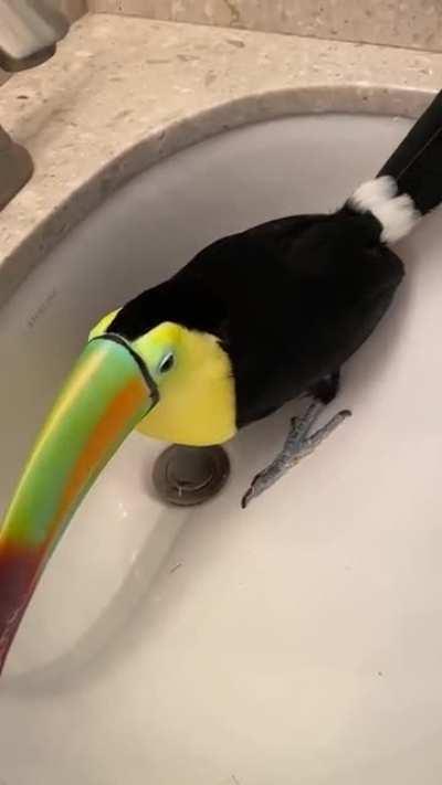 Toucan purrs when being petted