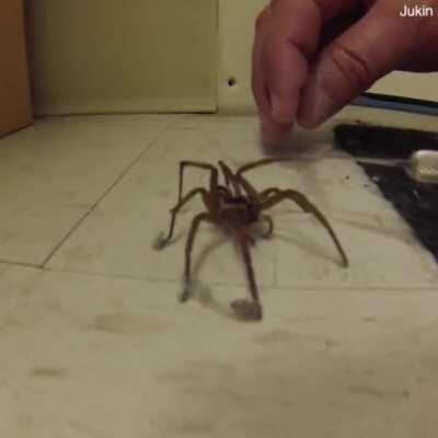 🔥 Here is a man cleaning a spider's feet