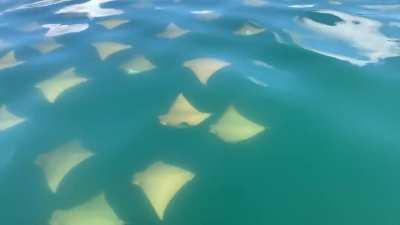 Got a Fever? A Fever (school of stingrays) off coast of NC. Satisfying the way they seem to fly beneath the surface.