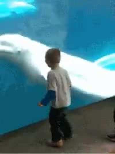 Whale messing with 2 kids at Mystic Aquarium in CT