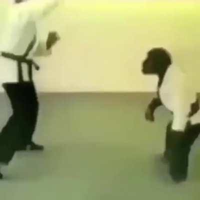 karate chimp bastante disciplina de mi pana