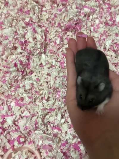 hamsters