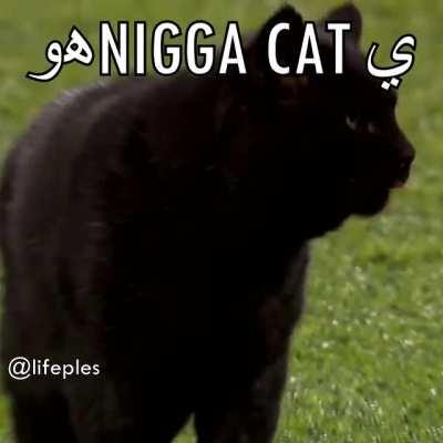 nigga cat