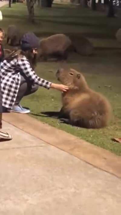 Capybara- The most zen animal on earth