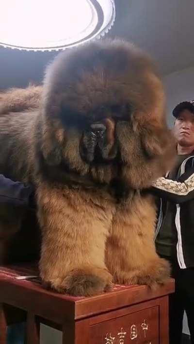 Magnificent Tibetan Mastiff