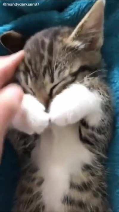 so cute kitten