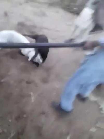 WCGW trying to resolve dog fight