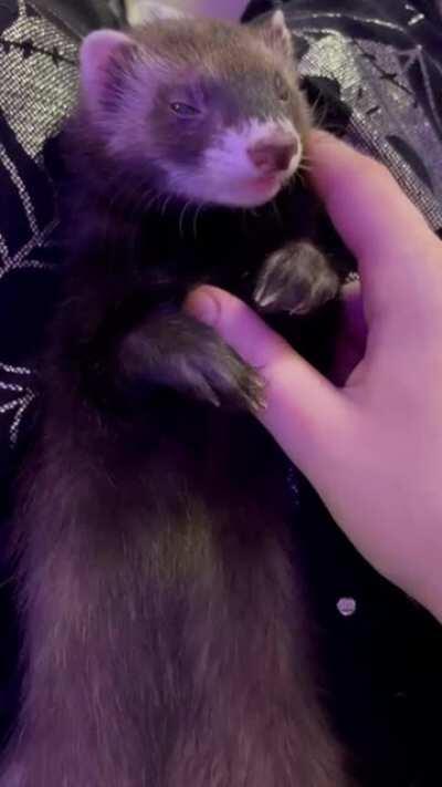 got blessed with a ferret who actually likes pets<3