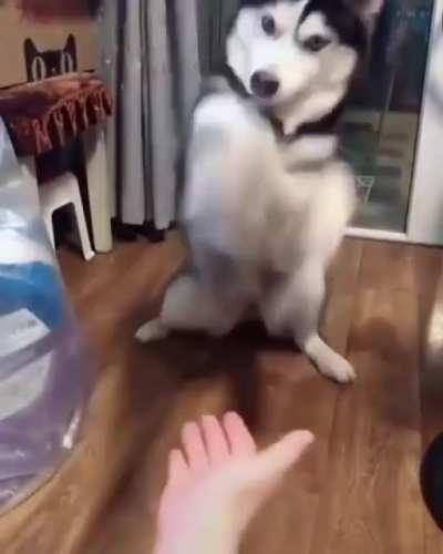 To give paw to the owner