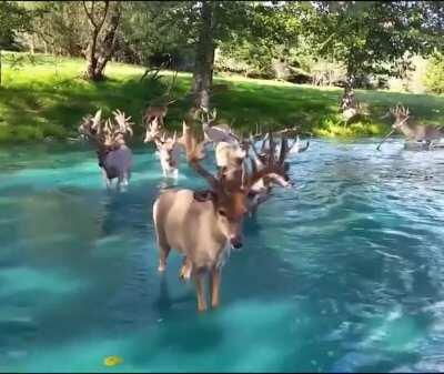 Deer hanging out in the Water