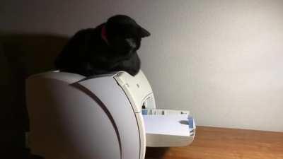 WCGW using a printer while a cat is sitting on it