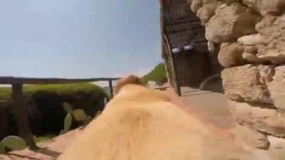 Go pro on the back of a dog who really loves the water!