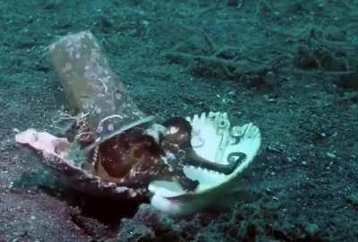 Diver convinces octopus to exchange plastic cup for a real shell