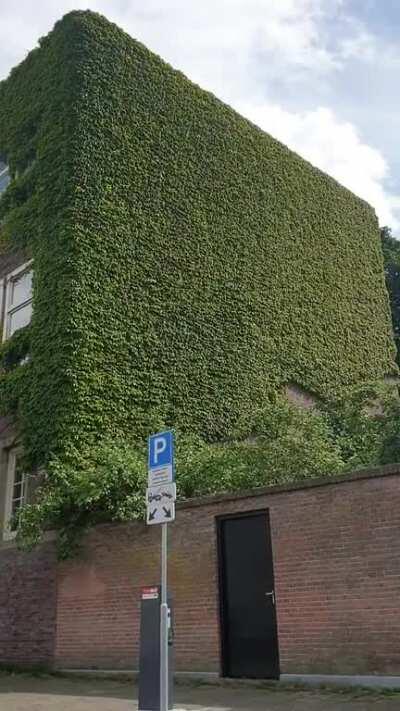 The wind hitting this ivy wall