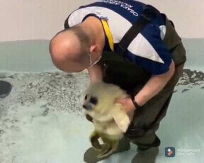 Baby seal is introduced to water for the first time...