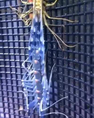 House centipede moulting its exoskeleton.