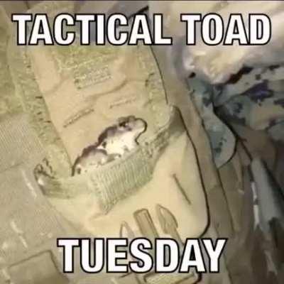 It's tactical toad Tuesday fam