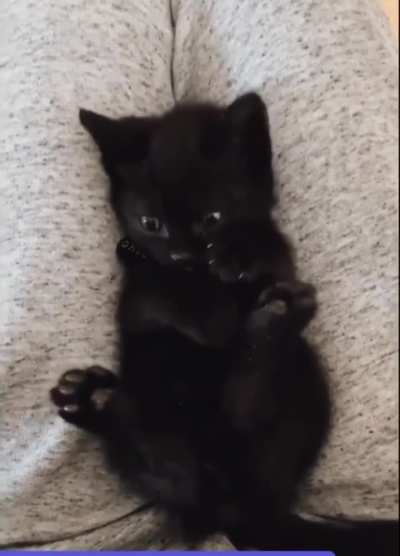 Ghost, the cat, discovering he has feet