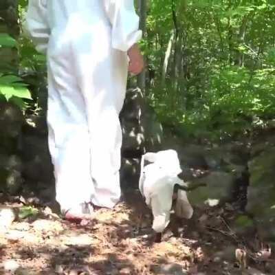 Beekeepers have trained dogs to sniff out diseased larva and save entire hives.